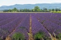 Slender long rows of purple young lavender gravel soil against backdrop of forest, mountains, summertime.ÃÂ Vaucluse